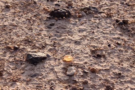 Diamond in the Desert 2025